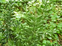 Ruscus aculeatus 12, Stekelige muizendoorn, Saxifraga-Rutger Barendse