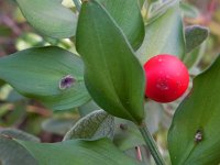 Ruscus aculeatus 14, Stekelige muizendoorn, Saxifraga-Ed Stikvoort