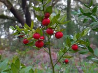 Ruscus aculeatus 15, Stekelige muizendoorn, Saxifraga-Ed Stikvoort