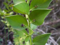 Ruscus aculeatus 17, Stekelige muizendoorn, Saxifraga-Ed Stikvoort