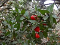 Ruscus aculeatus 18, Stekelige muizendoorn, Saxifraga-Ed Stikvoort