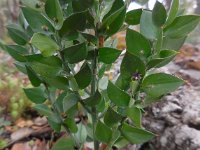 Ruscus aculeatus 20, Stekelige muizendoorn, Saxifraga-Ed Stikvoort