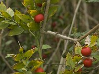 Ruscus aculeatus 3, Stekelige muizendoorn, Saxifraga-Willem van Kruijsbergen