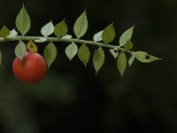 Ruscus aculeatus 4, Stekelige muizendoorn, Saxifraga-Jan van der Straaten