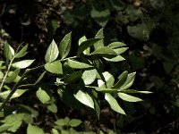 Ruscus aculeatus 5, Stekelige muizendoorn, Saxifraga-Jan van der Straaten