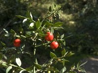 Ruscus aculeatus 6, Stekelige muizendoorn, Saxifraga-Jan van der Straaten