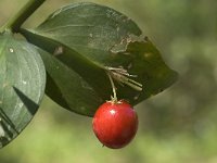 Ruscus hypoglossum 2, Saxifraga-Willem van Kruijsbergen