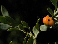 Ruscus hypophyllum 2, Saxifraga-Jan van der Straaten