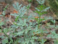 Ruta angustifolia 2, Saxifraga-Rutger Barendse