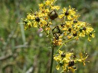 Ruta angustifolia 3, Saxifraga-Jan van der Straaten