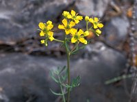 Ruta angustifolia 5, Saxifraga-Jan van der Straaten