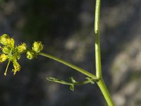 Ruta angustifolia 8, Saxifraga-Jan van der Straaten