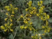 Ruta angustifolia 9, Saxifraga-Willem van Kruijsbergen