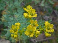 Ruta chalepensis 10, Saxifraga-Ed Stikvoort