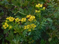 Ruta chalepensis 11, Saxifraga-Ed Stikvoort