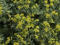 Ruta chalepensis 4, Saxifraga-Jan van der Straaten