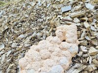 Dog vomit slime mold (Fuligo septica) on pieces of wood  Dog vomit slime mold (Fuligo septica) on pieces of wood : slime mold, Dog Vomit, Fuligo septica, scrambled egg slime, flowers of tan, Myxomycetes, plasmodial, wood, white, nature, natural, summer, summertime, outside, outdoors, nobody, no people, heap