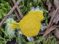 Dog vomit slime mold or Scrambled egg slime (Fuligo septica)  Dog vomit slime mold or Scrambled egg slime (Fuligo septica) : fungus, fungi, mycology, biology, nature, natural, growth, wild, color, outside, outdoor, outdoors, nobody, no people, season, fall, autumn, autumnal, dog vomit slime mold, scrambled egg slime, Fuligo septica, yellow, white, myxomcete, myxomycetes
