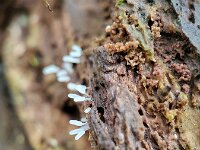 Stemonitopsis typhina 20, Zilveren schijnpluimpje, Saxifraga-Ben Delbaere