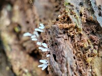 Stemonitopsis typhina 21, Zilveren schijnpluimpje, Saxifraga-Ben Delbaere