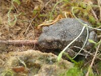 Alytes obstetricans 7, Vroedmeesterpad, Saxifraga-Lieven Decrick