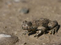 Bombina variegata 19, Geelbuikvuurpad, Saxifraga-Lieven Decrick
