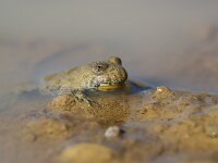 Bombina variegata 21, Geelbuikvuurpad, Saxifraga-Lieven Decrick