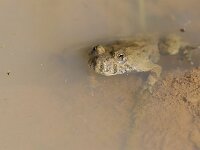 Bombina variegata 25, Geelbuikvuurpad, Saxifraga-Lieven Decrick