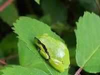 Hyla arborea 118, Boomkikker, Saxifraga-Ben Delbaere