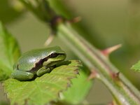 Hyla arborea 119, Boomkikker, Saxifraga-Lieven Decrick
