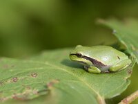 Hyla arborea 120, Boomkikker, Saxifraga-Lieven Decrick