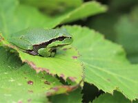 Hyla arborea 121, Boomkikker, Saxifraga-Lieven Decrick