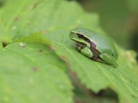 Hyla arborea 122, Boomkikker, Saxifraga-Lieven Decrick
