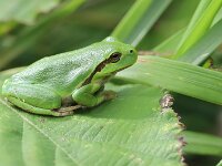 Hyla arborea 123, Boomkikker, Saxifraga-Lieven Decrick