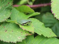 Hyla arborea 124, Boomkikker, Saxifraga-Lieven Decrick