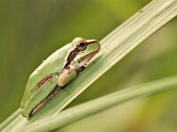 Hyla meridionalis 9, Mediterrane boomkikker, Saxifraga-Lieven Decrick