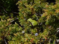 Hyla molleri 5, Iberische boomkikker, Saxifraga-Ed Stikvoort