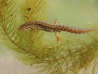 Lissotriton vulgaris 62, Kleine watersalamander, Saxifraga-Lieven Decrick