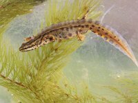 Lissotriton vulgaris 63, Kleine watersalamander, Saxifraga-Lieven Decrick