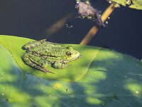 Pelophylax ridibundus 19, Meerkikker, Saxifraga-Lieven Decrick