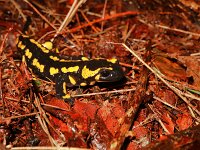 Salamandra salamandra 52, Vuursalamander Saxifraga-Lieven Decrick