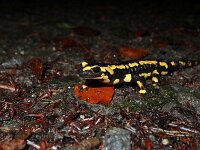 Salamandra salamandra 53, Vuursalamander Saxifraga-Lieven Decrick