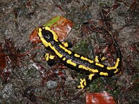 Salamandra salamandra 54, Vuursalamander Saxifraga-Lieven Decrick