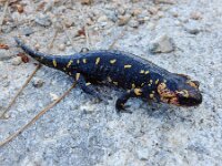 Salamandra salamandra ssp gallaica 47, Vuursalamander ssp gallaica, Saxifraga-Ed Stikvoort : Mazaricos - Cee - Corcubión A900