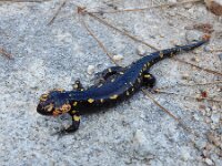 Salamandra salamandra ssp gallaica 48, Vuursalamander ssp gallaica, Saxifraga-Ed Stikvoort : Mazaricos - Cee - Corcubión A900