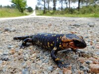 Salamandra salamandra ssp gallaica 49, Vuursalamander ssp gallaica, Saxifraga-Ed Stikvoort : Mazaricos - Cee - Corcubión A900