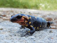 Salamandra salamandra ssp gallaica 50, Vuursalamander ssp gallaica, Saxifraga-Ed Stikvoort : Mazaricos - Cee - Corcubión A900