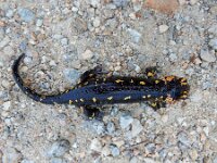 Salamandra salamandra ssp gallaica 51, Vuursalamander ssp gallaica, Saxifraga-Ed Stikvoort : Mazaricos - Cee - Corcubión A900