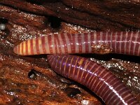 Eisena fetida 2, Mestworm, Saxifraga-Sytske Dijksen