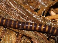 Eisena fetida 3, Mestworm, Saxifraga-Sytske Dijksen